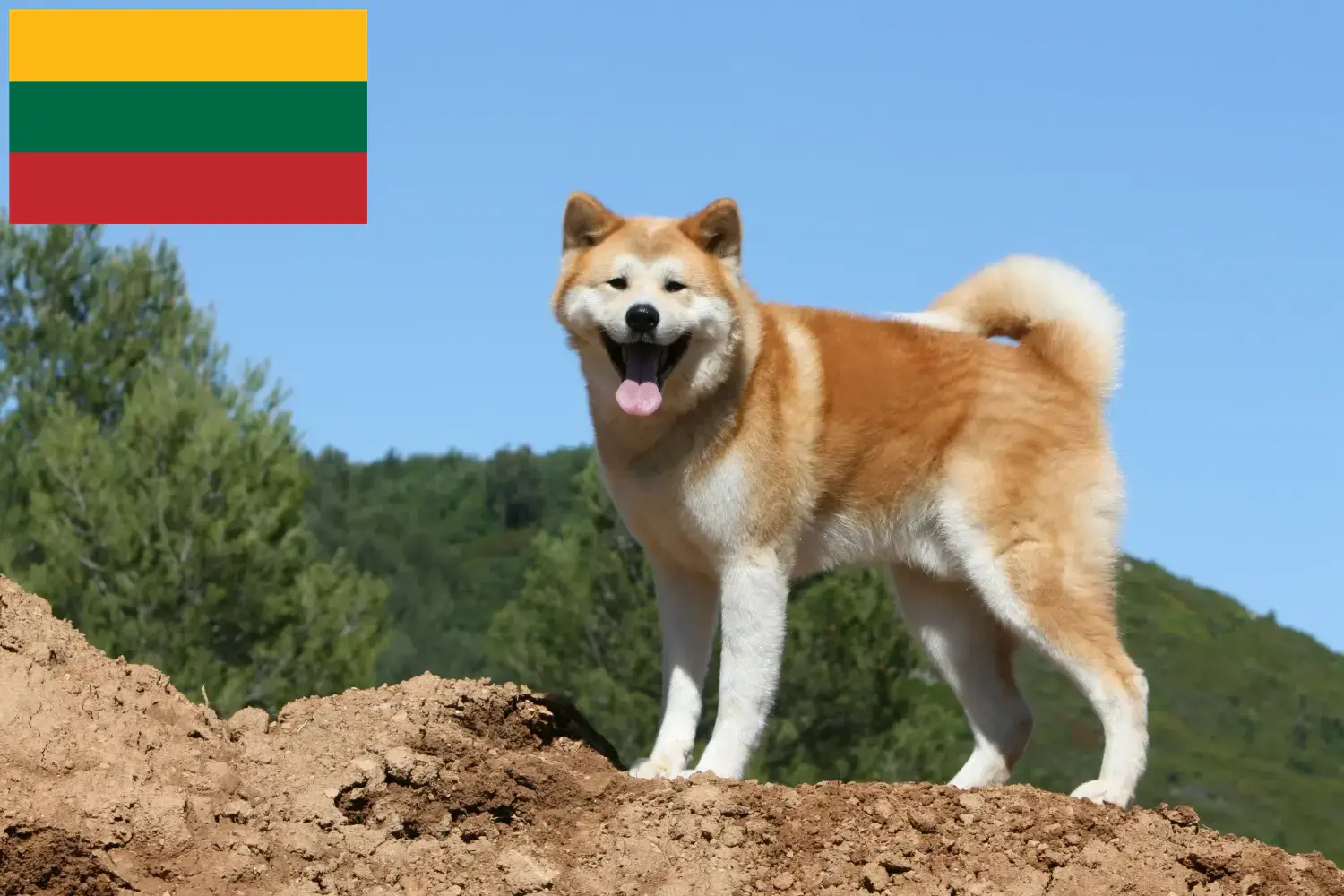 Akita kiskutyák és tenyésztők Litvánia Itt találhat akitatenyésztőket Litvániában.