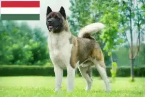 Read more about the article Akita tenyésztők és kölykök Magyarországon