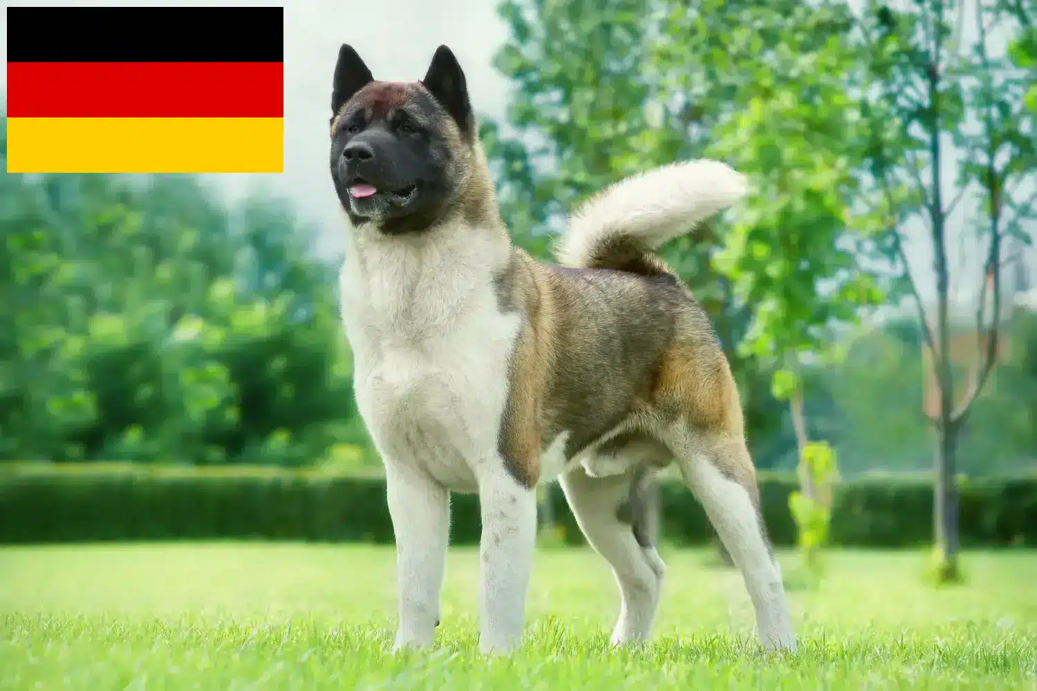 Akita kiskutyák és tenyésztők Németország Itt találhat akita tenyésztőket Németországban.