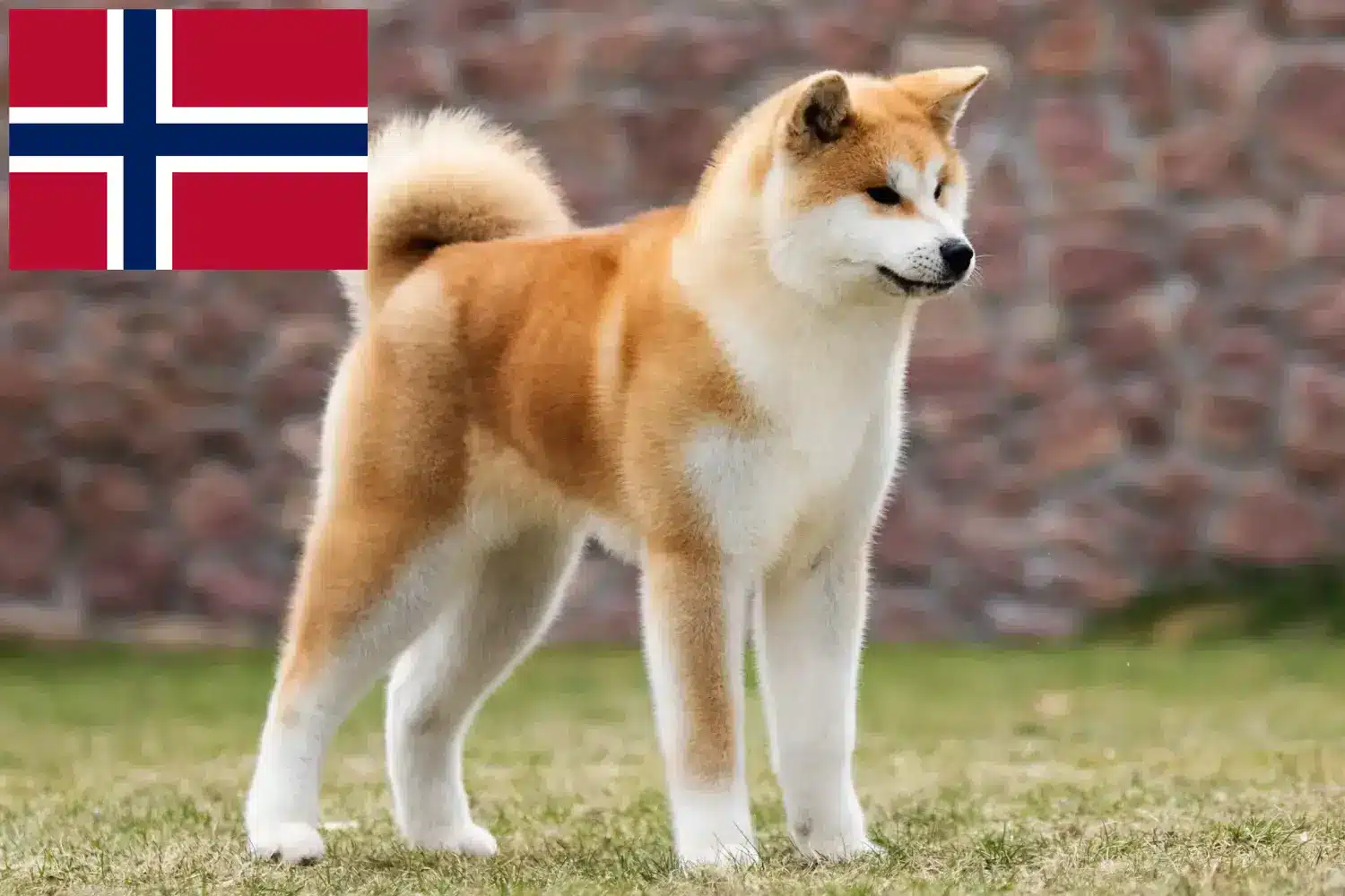 Akita kiskutyák és tenyésztők Norvégia Itt találhat akita tenyésztőket Norvégiában.