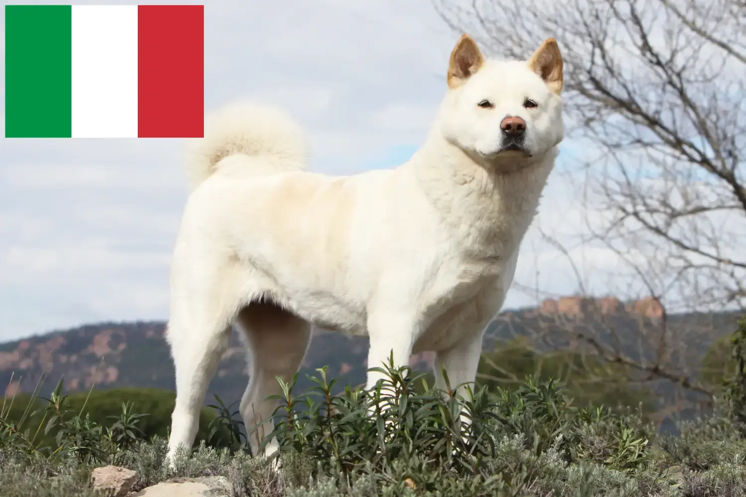 Akita kölykök és tenyésztők Olaszországban Itt találhat olaszországi akita tenyésztőket.