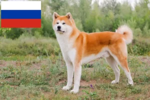 Read more about the article Akita tenyésztők és kölykök Oroszországban
