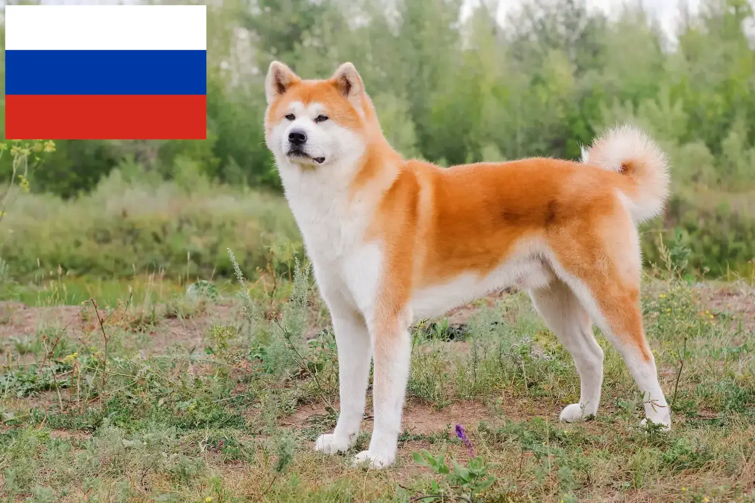 Akita kölykök és tenyésztők Oroszország Itt találhat akita tenyésztőket Oroszországban.