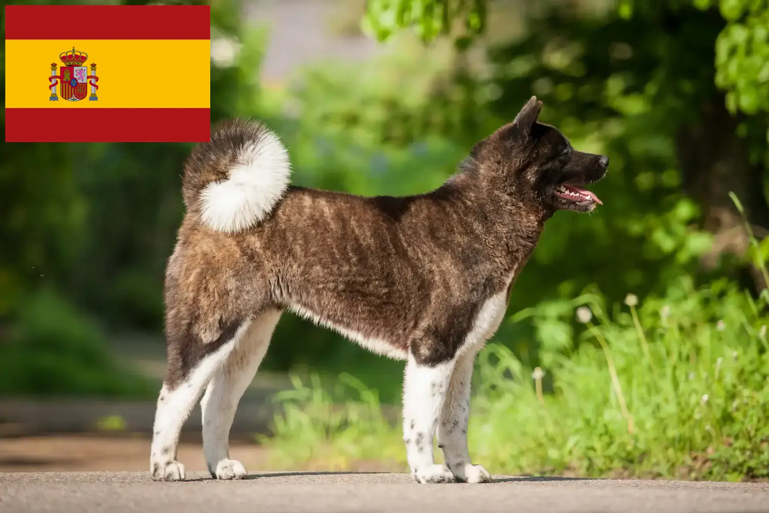 Akita kölykök és tenyésztők Spanyolországban Itt találhat spanyolországi akita tenyésztőket.