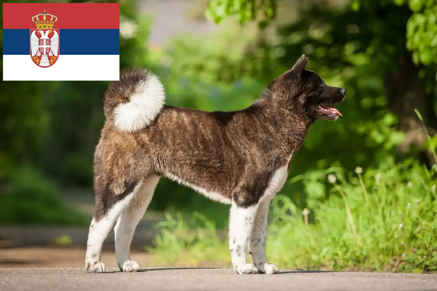 Akita kölykök és tenyésztők Szerbia Itt találhat akita tenyésztőket Szerbiában.