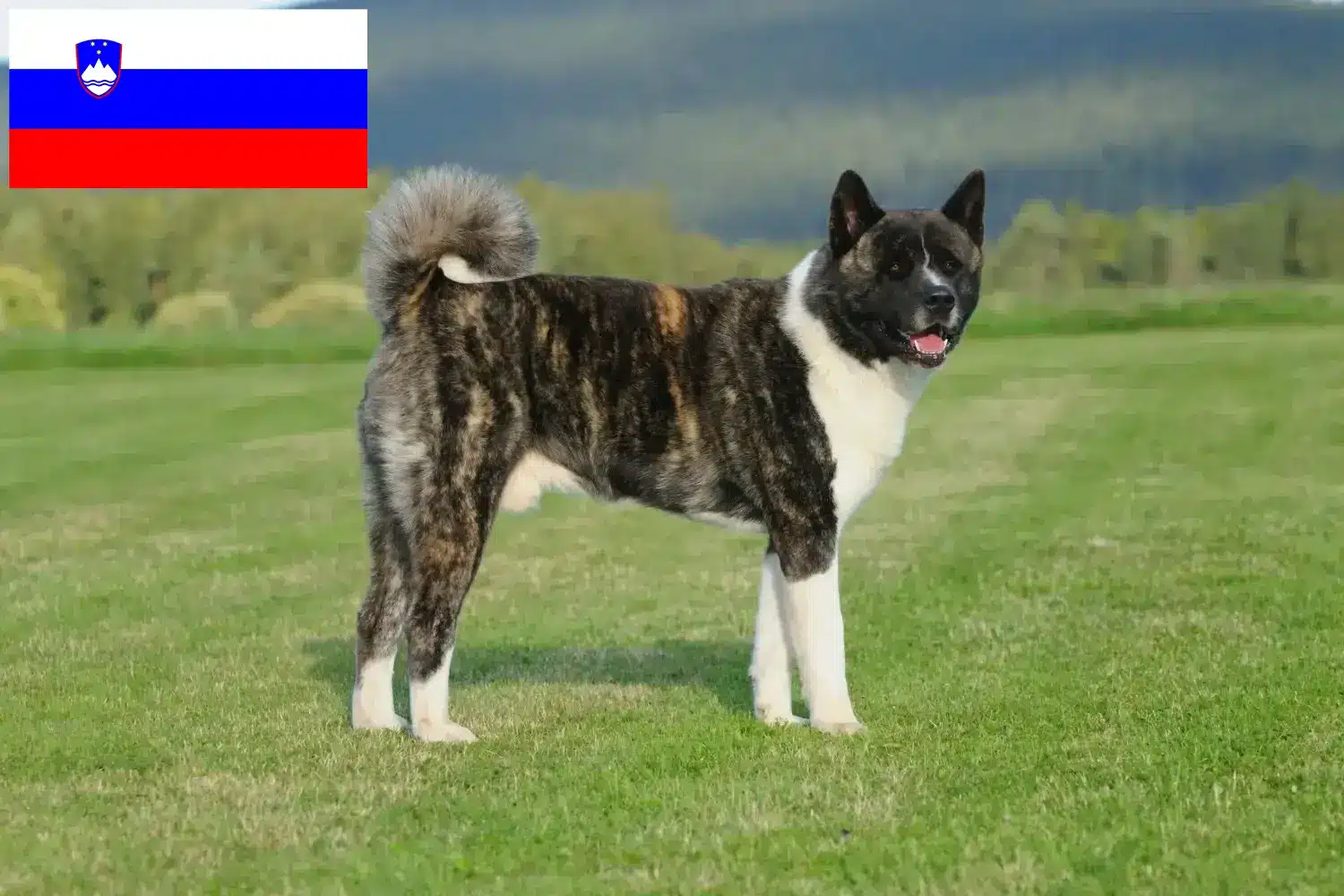 Akita kiskutyák és tenyésztők Szlovénia Itt találhat szlovéniai akita tenyésztőket.