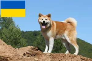 Read more about the article Akita tenyésztők és kölykök Ukrajnában