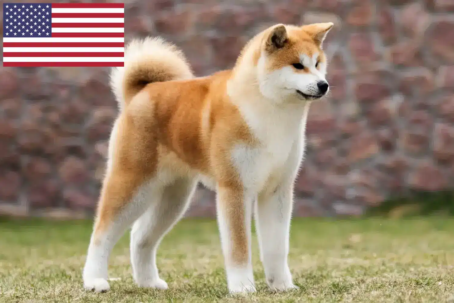 Akita kölykök és tenyésztők USA Itt találhatsz akita tenyésztőket az Egyesült Államokban.