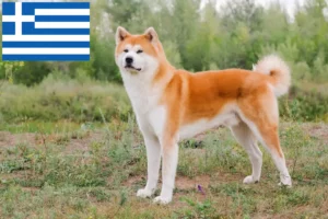 Read more about the article Akita tenyésztők és kölykök Görögországban