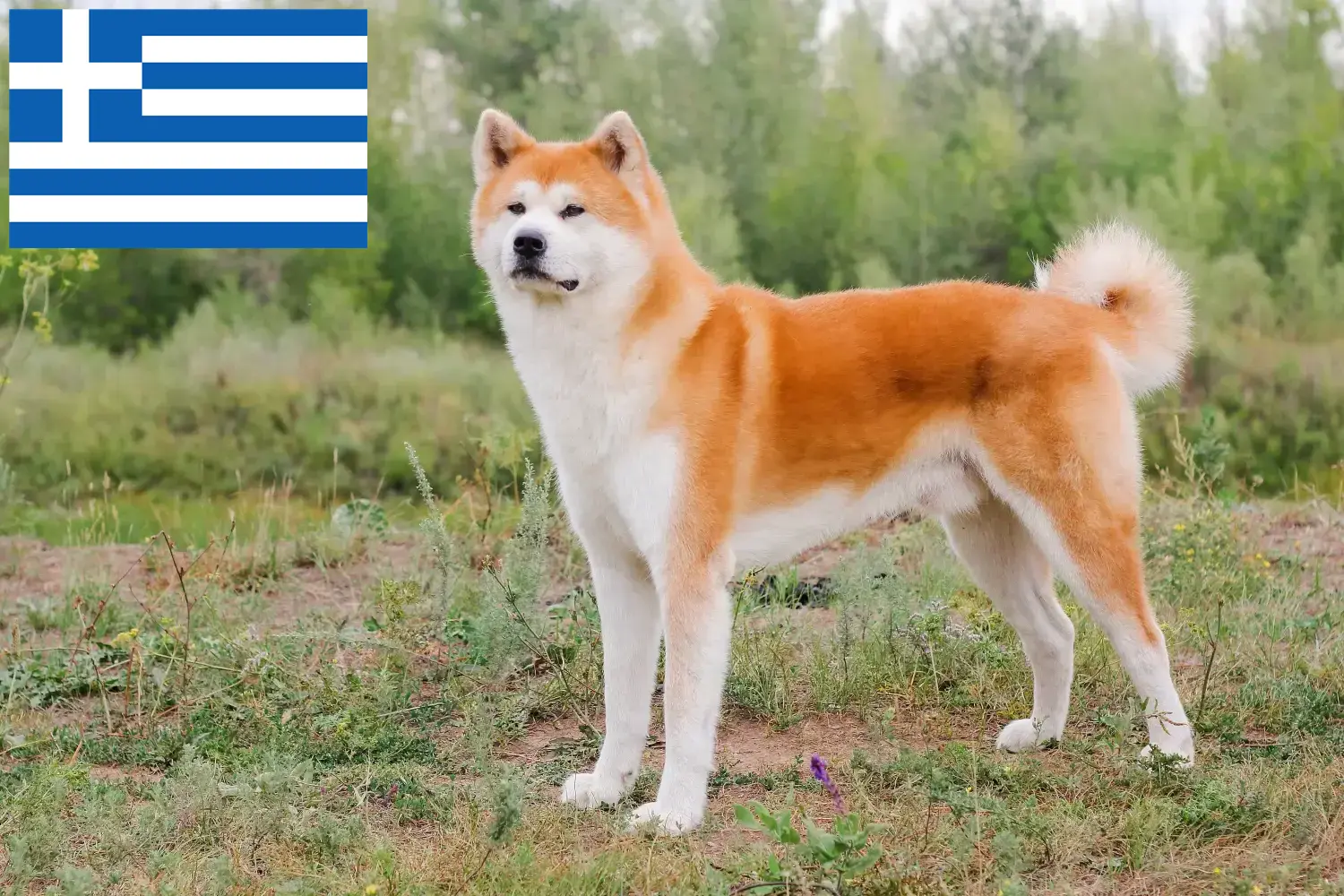 Akita kölykök és tenyésztők Görögország Itt találhat Akitas tenyésztőket Görögországban.