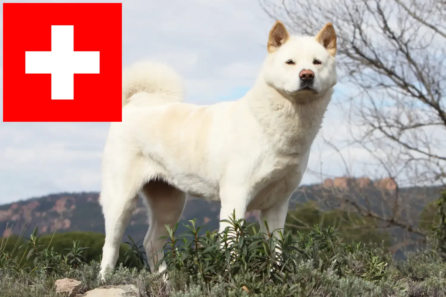Akita kölykök és tenyésztők Svájcban Itt megtalálja a svájci akita tenyésztőket.