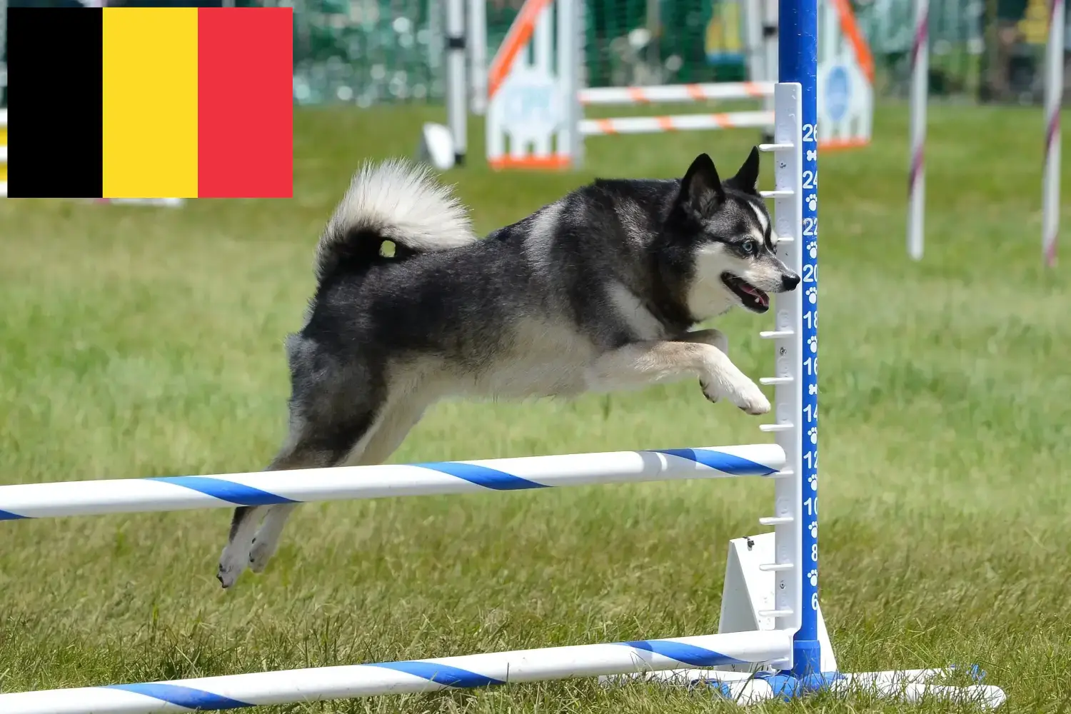 Alaszkai Klee Kai kölykök és tenyésztők Belgium Itt talál Alaskan Klee Kais tenyésztőket Belgiumban.