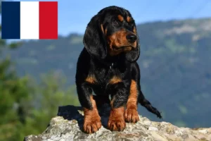 Read more about the article Alpesi Dachsbracke tenyésztők és kölykök Franciaországban