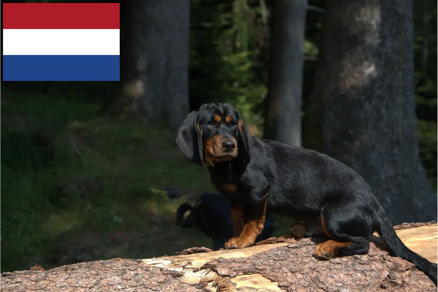 Alpesi Dachsbracke kölykök és tenyésztők Hollandia Itt megtalálja az Alpesi Dachsbracken tenyésztőket Hollandiában.