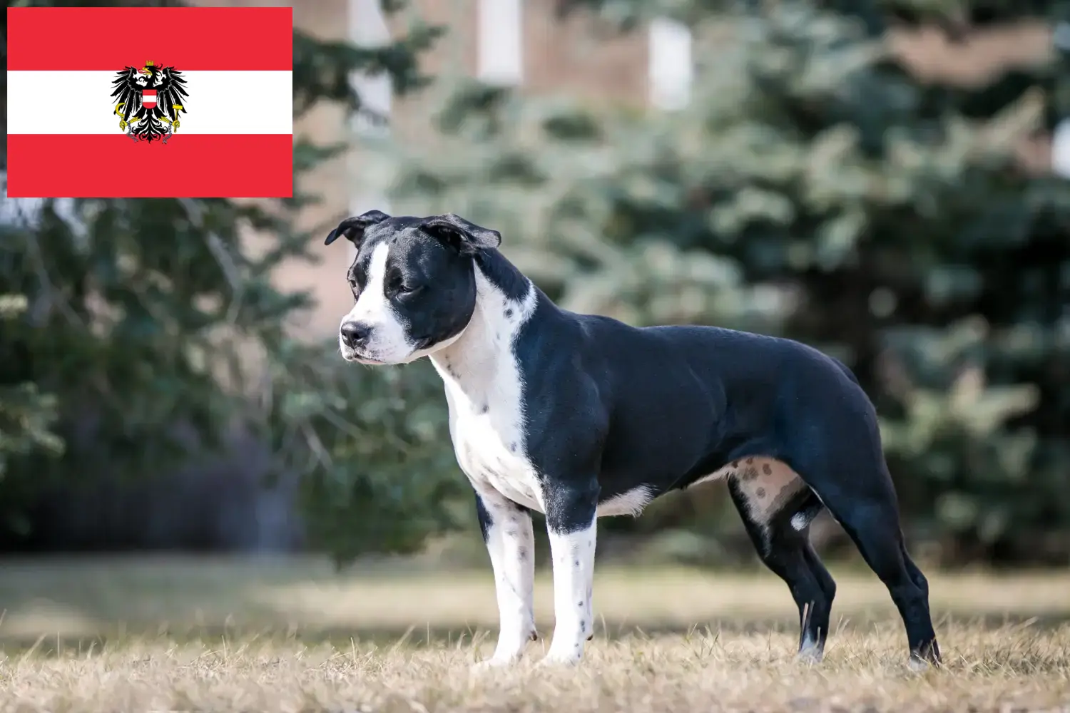 Amerikai staffordshire terrier kölykök és tenyésztők Ausztria Itt találhatsz American Staffordshire Terrier tenyésztőket Ausztriában.