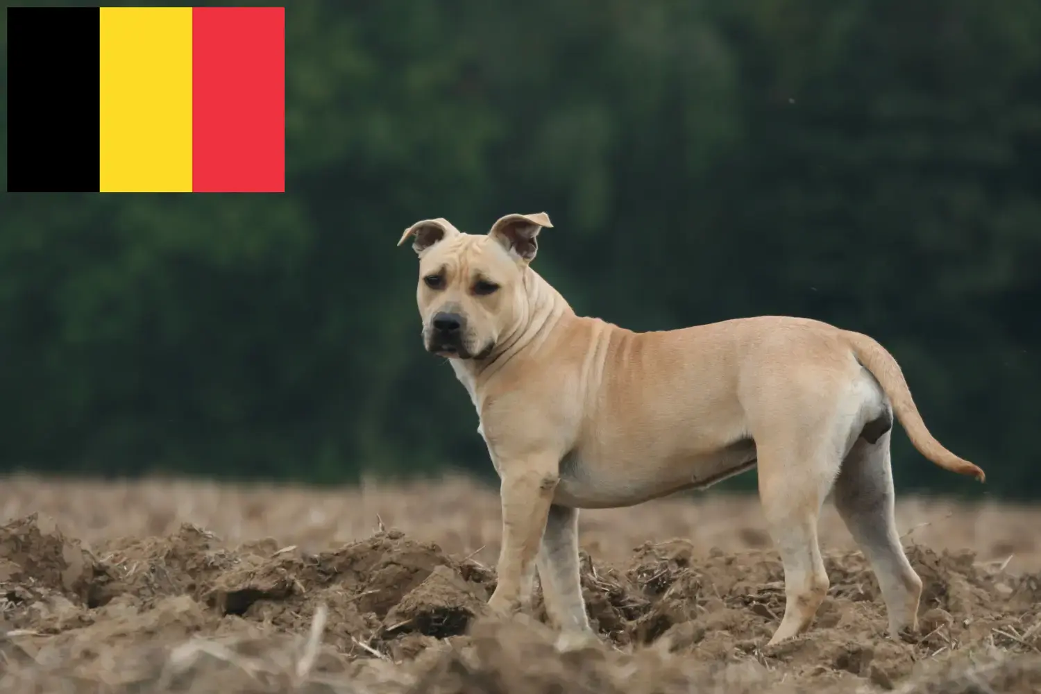 Amerikai staffordshire terrier kölykök és tenyésztők Belgium Keress American Staffordshire Terrier tenyésztőket Belgiumban.