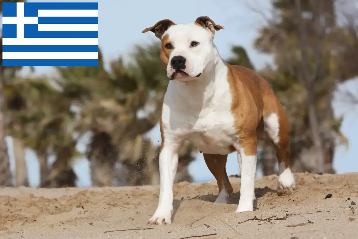 Amerikai staffordshire terrier kölykök és tenyésztők Görögország Keresse meg itt az American Staffordshire Terrier tenyésztőket Görögországban.