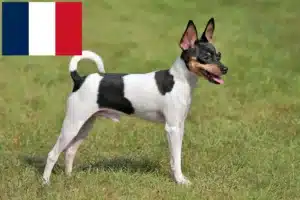Read more about the article American Toy Terrier tenyésztők és kiskutyák Franciaországban