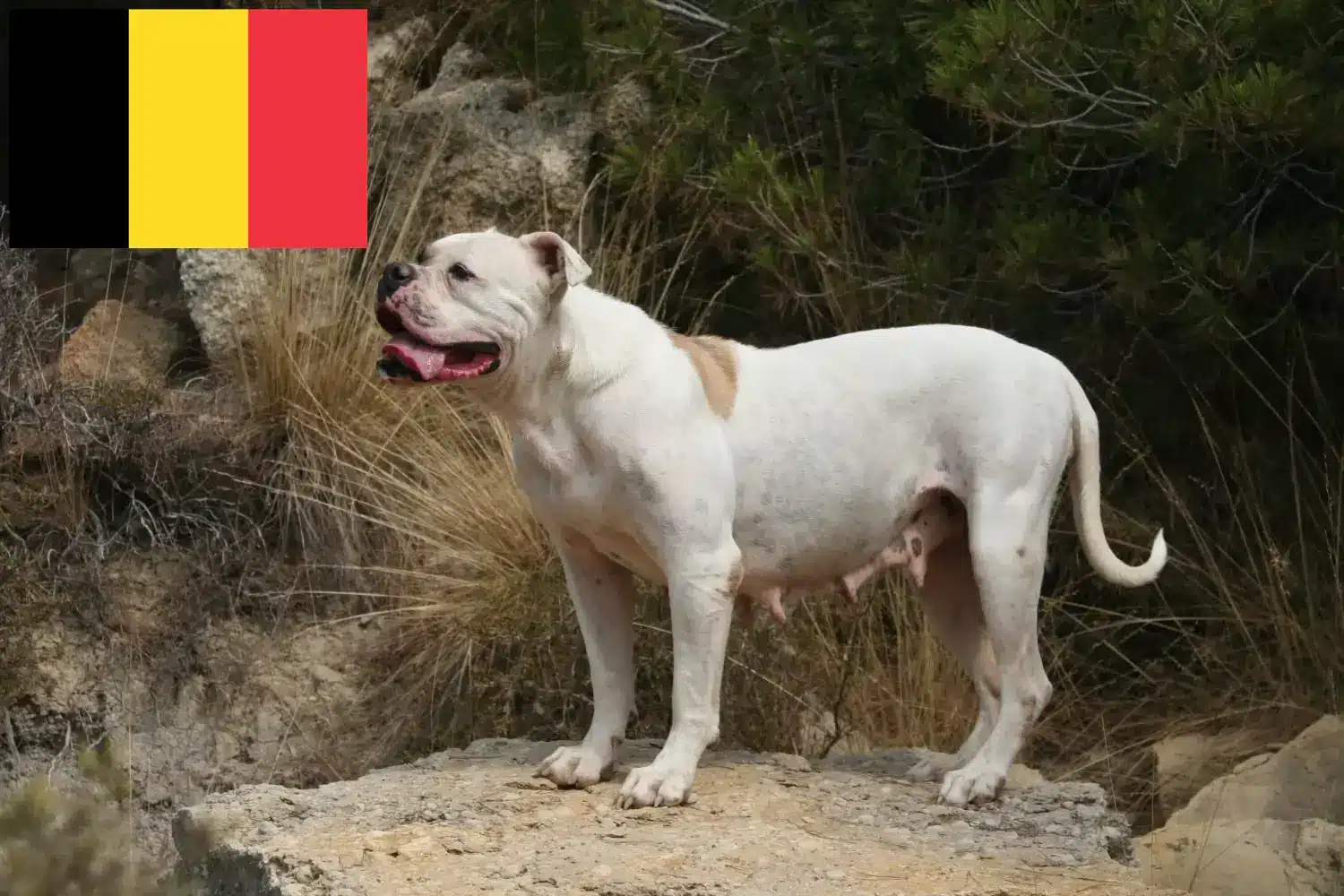 Amerikai bulldog kölyökkutyák és tenyésztők Belgium Keress amerikai bulldog tenyésztőket Belgiumban.