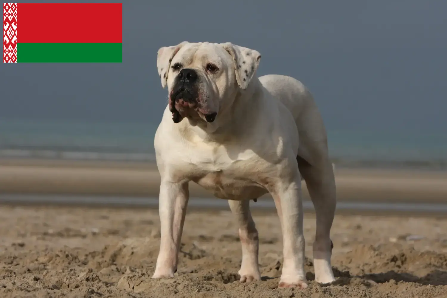 Amerikai bulldog kölykök és tenyésztők Fehéroroszországban Keresse meg az amerikai bulldog tenyésztőket Fehéroroszországban.