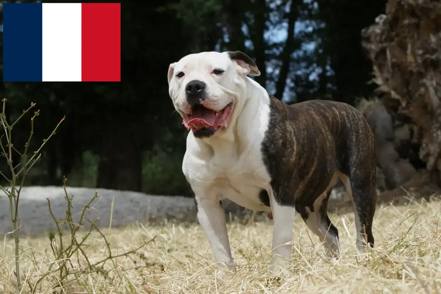 Amerikai bulldog kölykök és tenyésztők Franciaország Itt megtalálja az Amerikai Bulldog tenyésztőket Franciaországban.