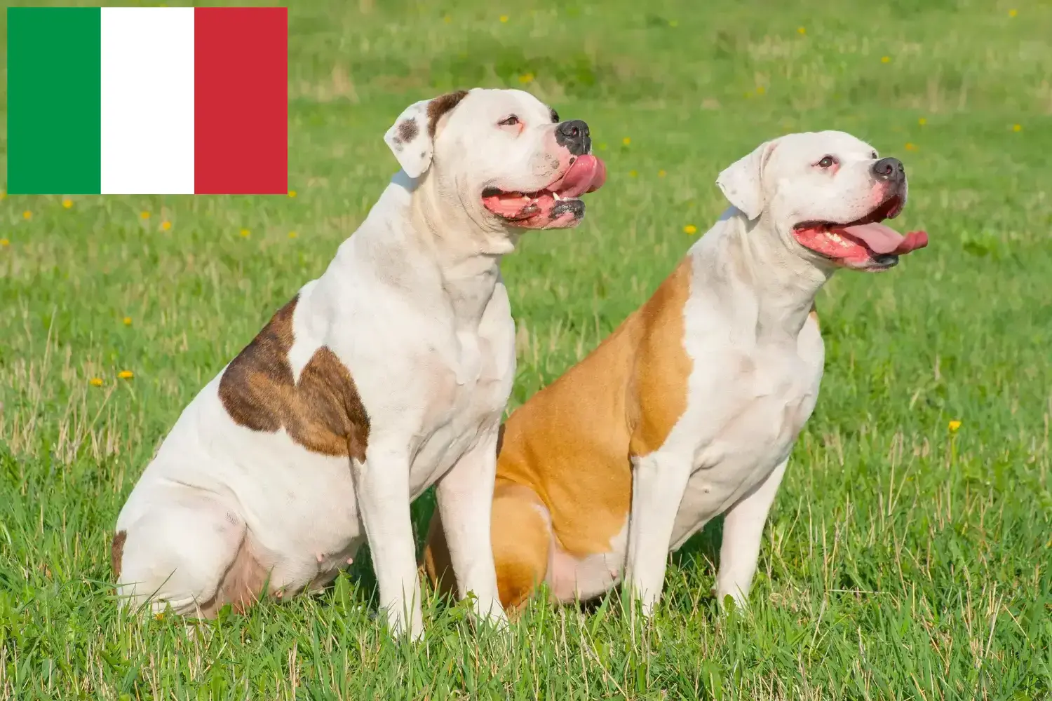 Amerikai bulldog kölykök és tenyésztők Olaszországban Itt találhat amerikai bulldog tenyésztőket Olaszországban.