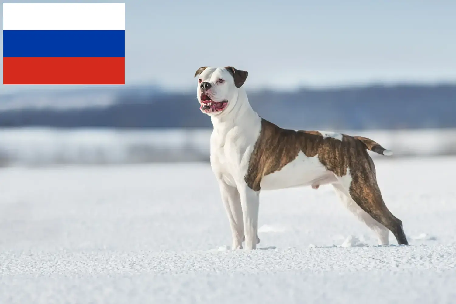 Amerikai bulldog kölykök és tenyésztők Oroszország Itt találhat amerikai bulldog tenyésztőket Oroszországban.