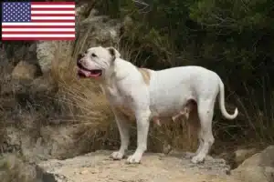 Read more about the article Amerikai bulldog tenyésztők és kölykök az USA-ban