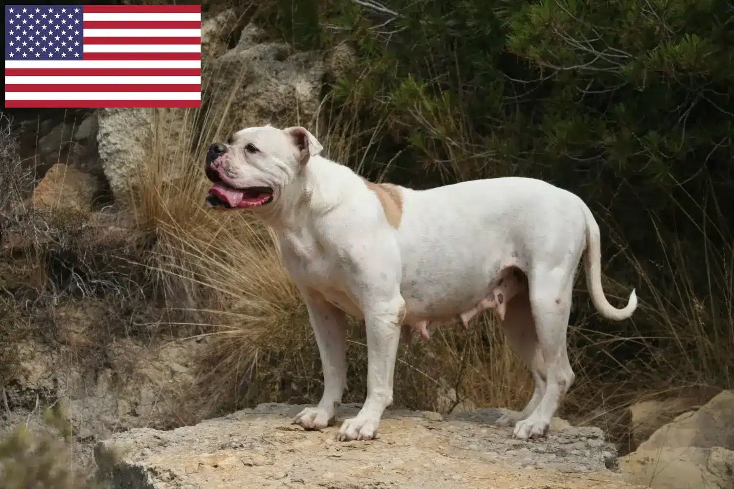Amerikai bulldog kölykök és tenyésztők USA Itt megtalálhatja az amerikai bulldog tenyésztőket az USA-ban.