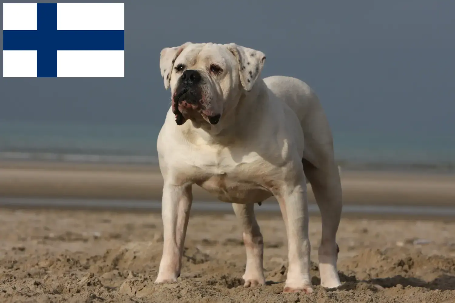 Amerikai bulldog kölykök és tenyésztők Finnország Keress amerikai bulldog tenyésztőket Finnországban.