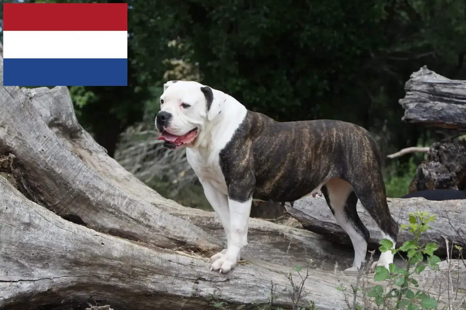 Amerikai bulldog kölykök és tenyésztők Hollandia Itt megtalálja az Amerikai Bulldog tenyésztőket Hollandiában.
