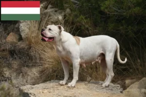Read more about the article Amerikai bulldog tenyésztők és kölykök Magyarországon