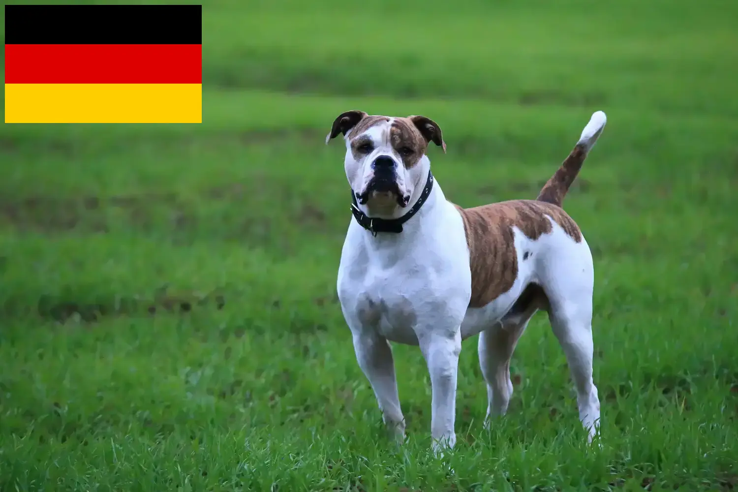 Amerikai bulldog kölykök és tenyésztők Németország Itt találhat amerikai bulldog tenyésztőket Németországban.