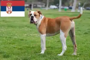 Read more about the article Amerikai bulldog tenyésztők és kölykök Szerbiában
