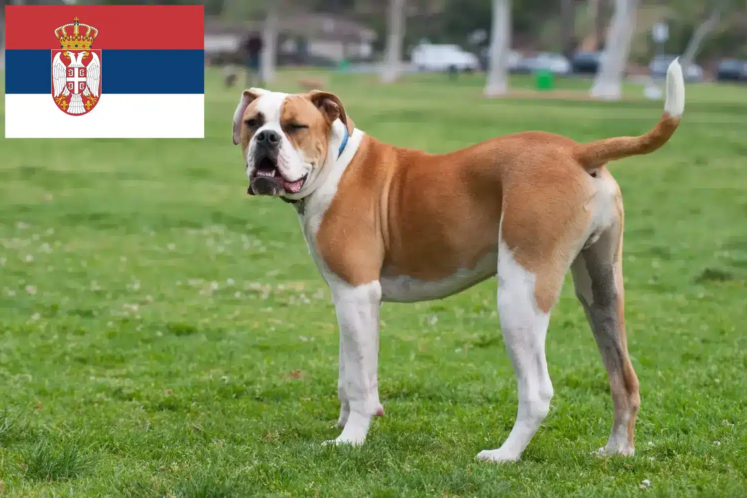 Amerikai bulldog kölykök és tenyésztők Szerbia Keress amerikai bulldog tenyésztőket Szerbiában.