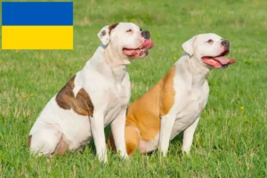 Read more about the article Amerikai bulldog tenyésztők és kölykök Ukrajnában