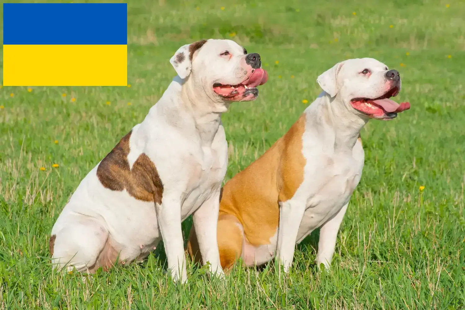 Amerikai bulldog kölykök és tenyésztők Ukrajna Itt találhat amerikai bulldog tenyésztőket Ukrajnában.