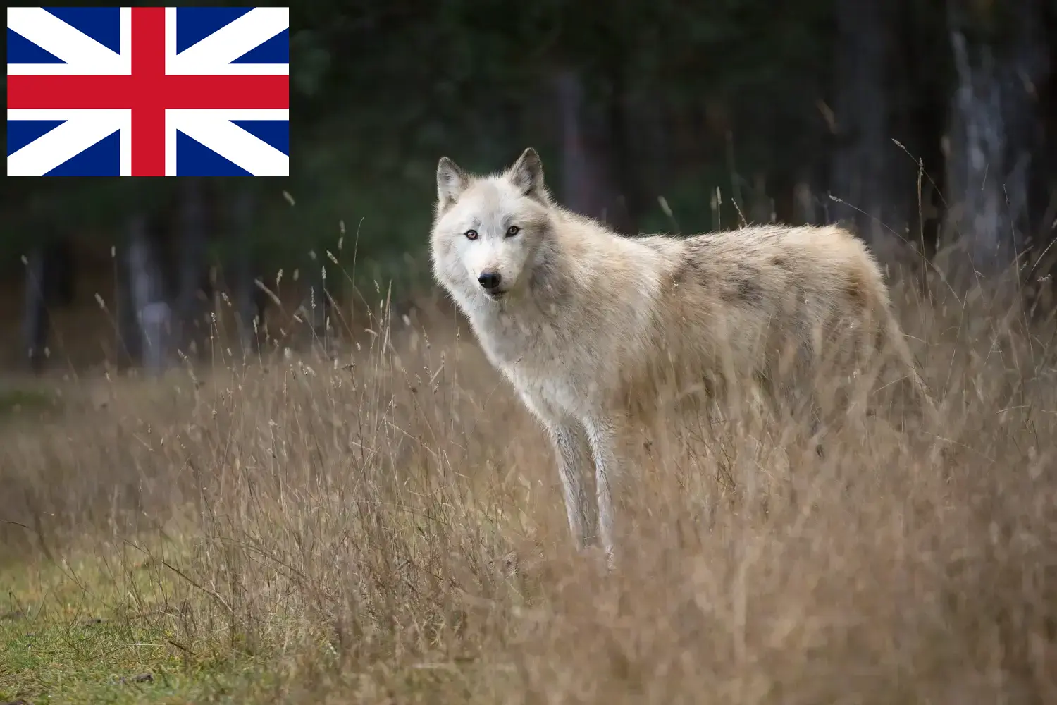 Amerikai farkaskutya kölykök és tenyésztők Nagy-Britannia Itt találhat amerikai farkaskutya tenyésztőket Nagy-Britanniában.