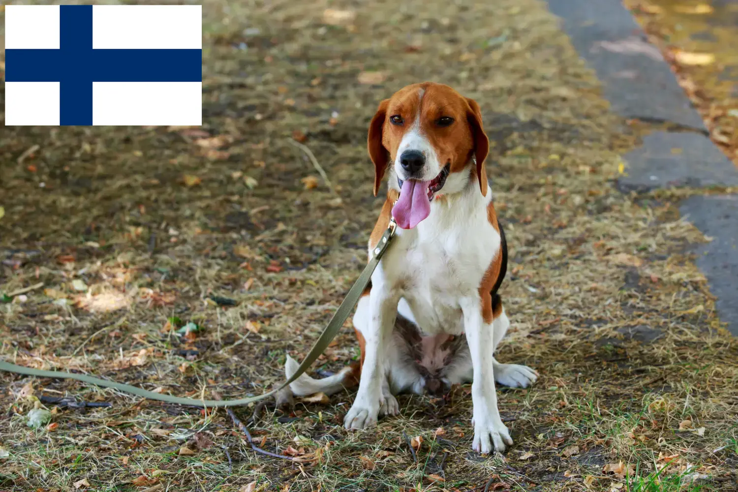 Amerikai Foxhound kiskutyák és tenyésztők Finnország Keresse meg a finnországi American Foxhounds tenyésztőket itt.