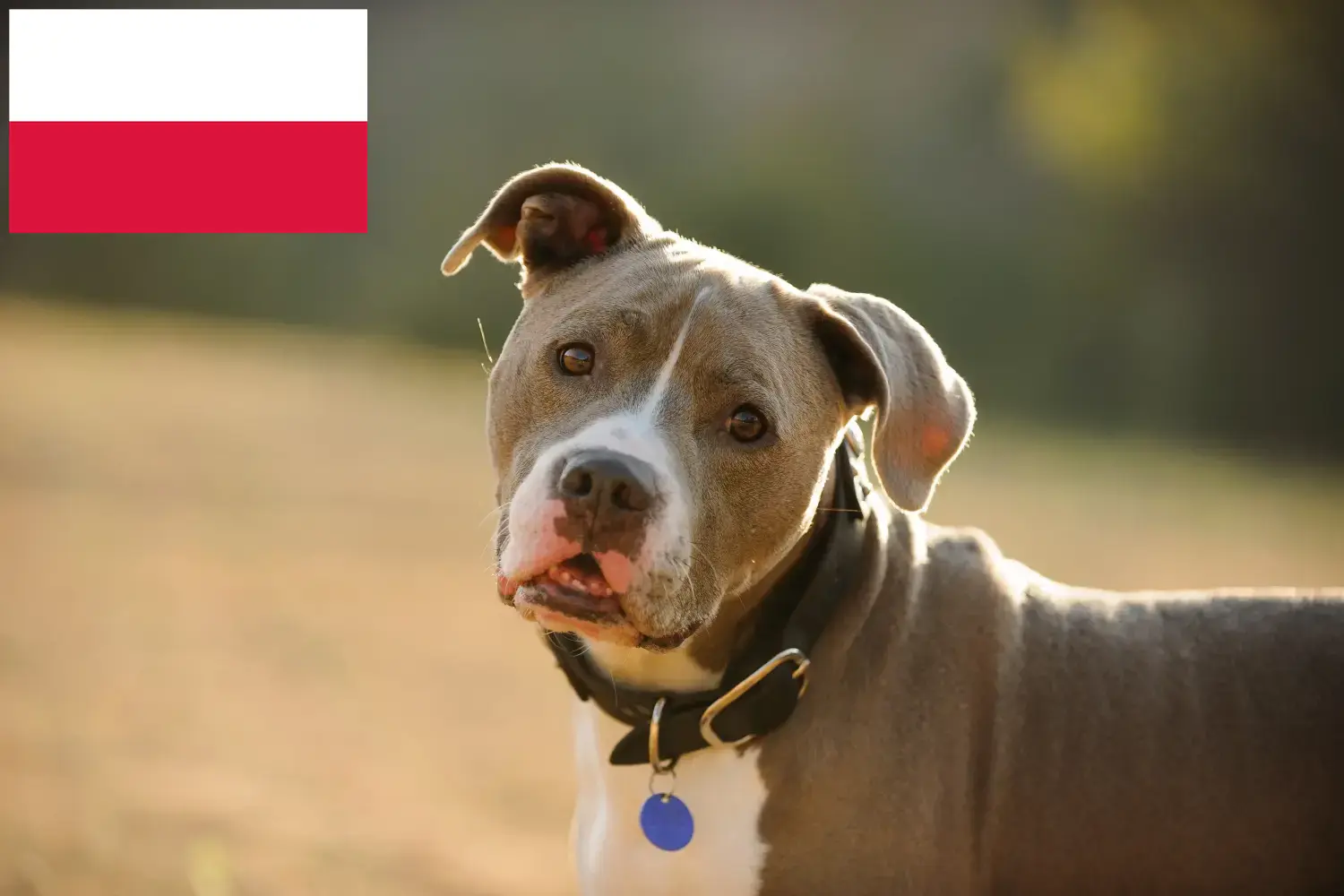 Amerikai Pit Bull Terrier kölykök és tenyésztők Lengyelország Lengyelországi amerikai pitbull terrier tenyésztőket itt találsz.