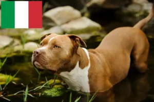 Read more about the article Amerikai Pit Bull Terrier tenyésztők és kölykök Olaszországban