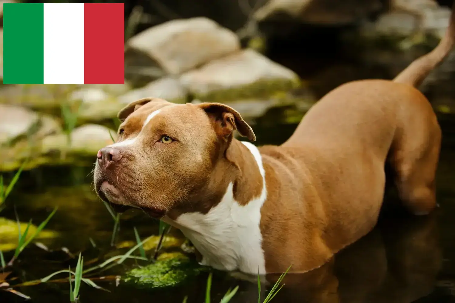 Amerikai Pit Bull Terrier kölyökkutyák és tenyésztők Olaszországban Itt találhat amerikai pitbull terrier tenyésztőket Olaszországban.