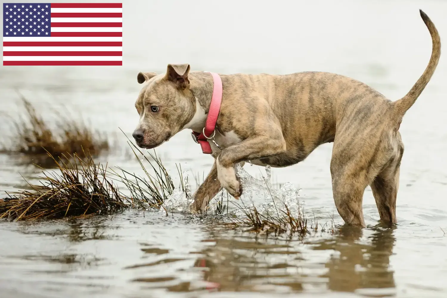 Amerikai Pit Bull Terrier kölykök és tenyésztők USA Amerikai pitbull terrier tenyésztőket az USA-ban itt találsz.