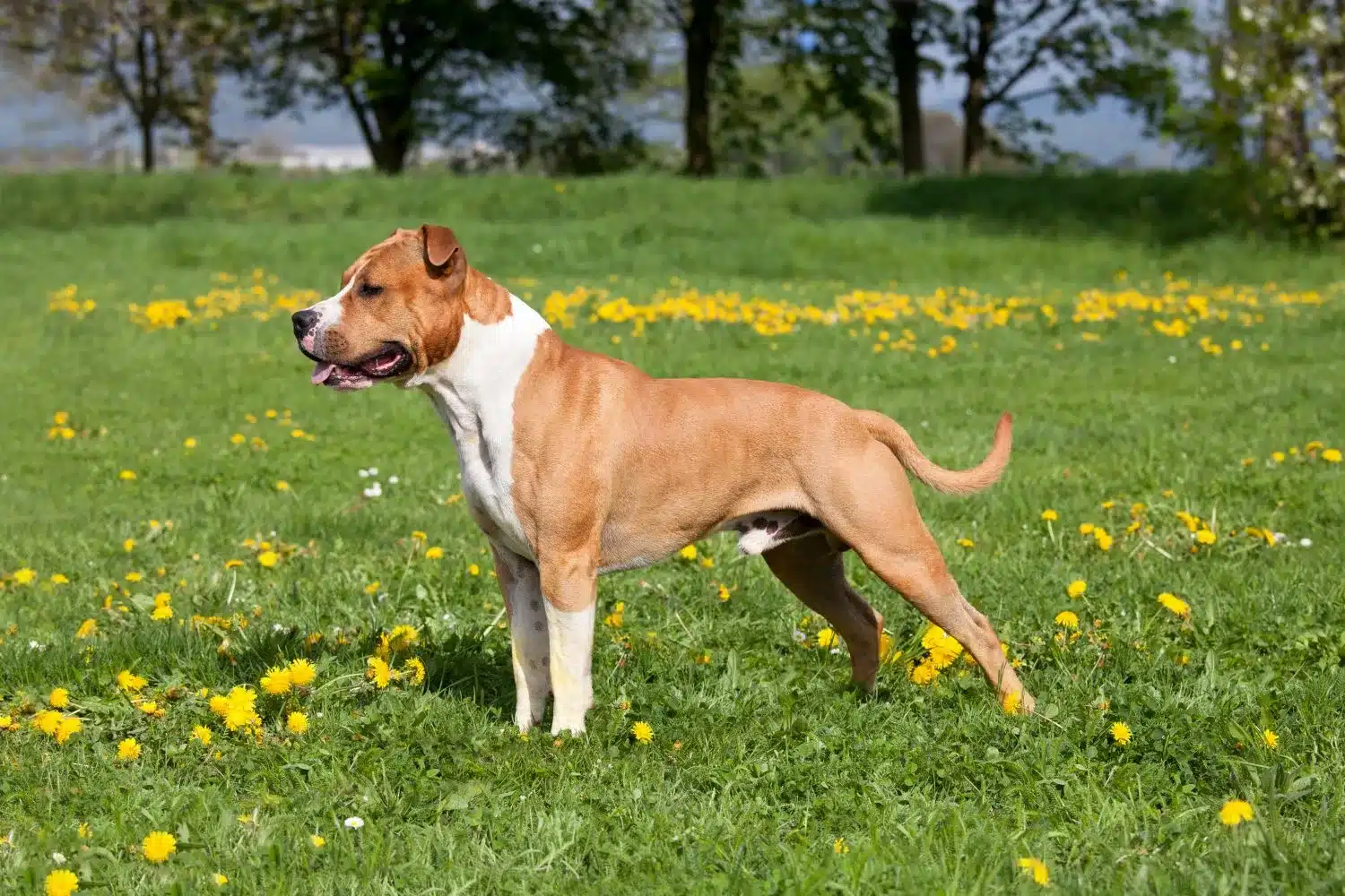 Amerikai staffordshire terrier kölykök és tenyésztők Keresse meg az önhöz közeli amerikai staffordshire terrier tenyésztőket.