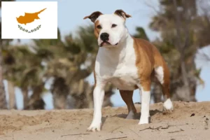 Read more about the article American Staffordshire Terrier tenyésztők és kölykök Cipruson