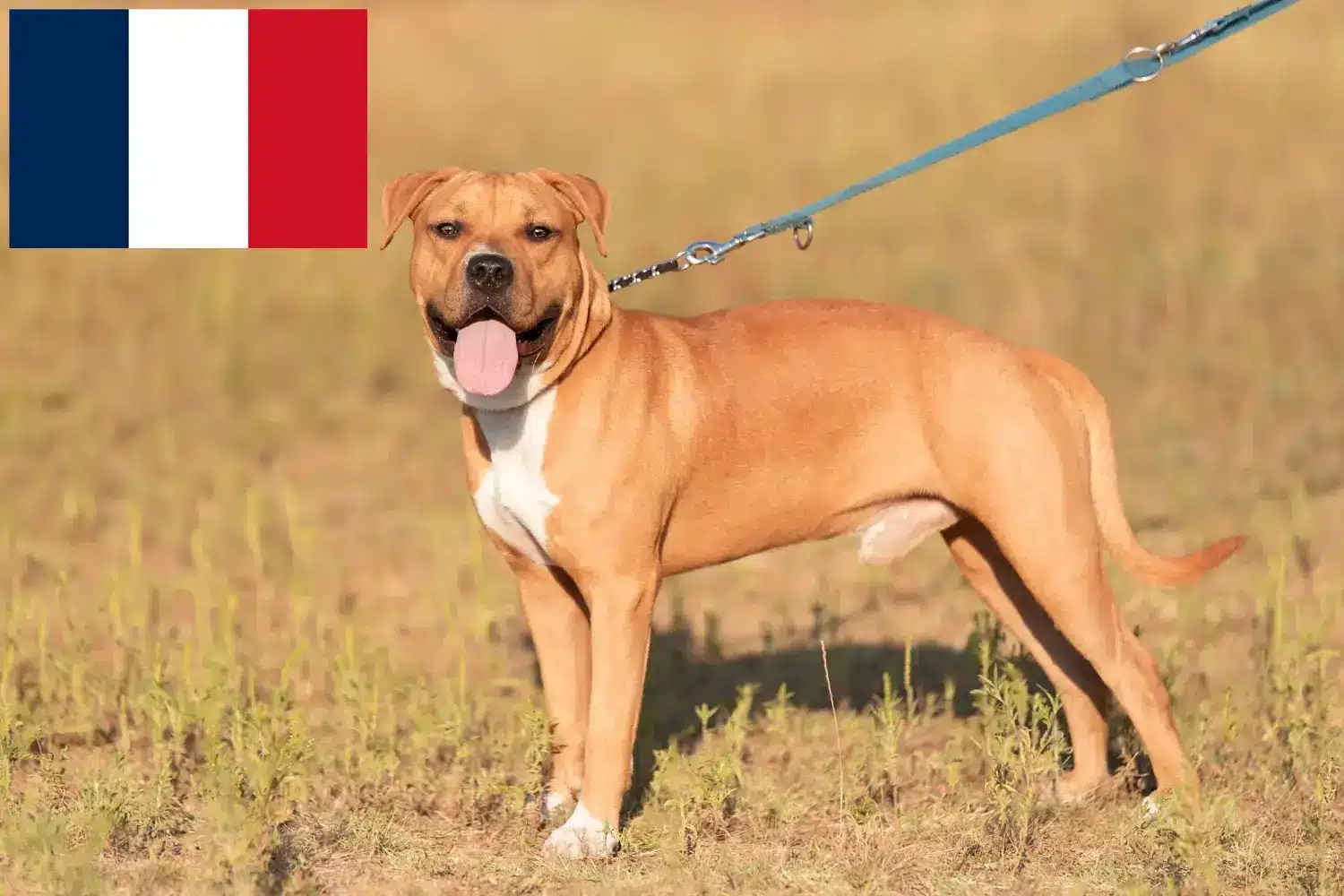 Amerikai staffordshire terrier kölykök és tenyésztők Franciaország American Staffordshire Terrier tenyésztőket Franciaországban itt talál.