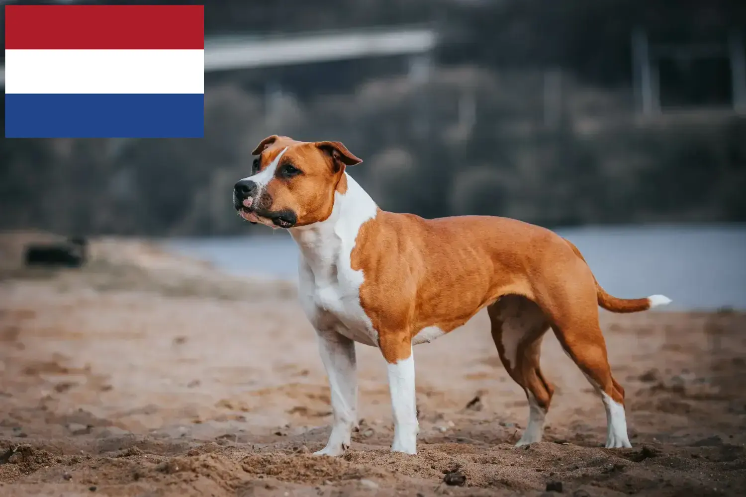 Amerikai staffordshire terrier kölykök és tenyésztők Hollandia Keressen American Staffordshire Terrier tenyésztőket Hollandia területén.