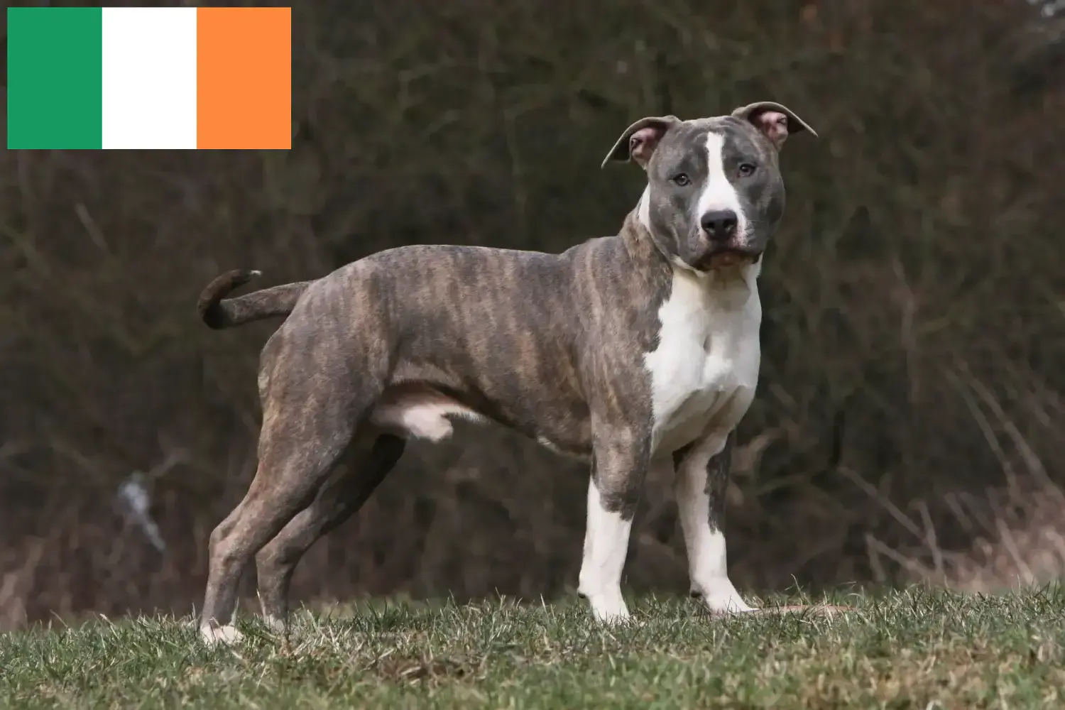 Amerikai staffordshire terrier kiskutyák és tenyésztők Írország Keress American Staffordshire Terrier tenyésztőket Írországban.