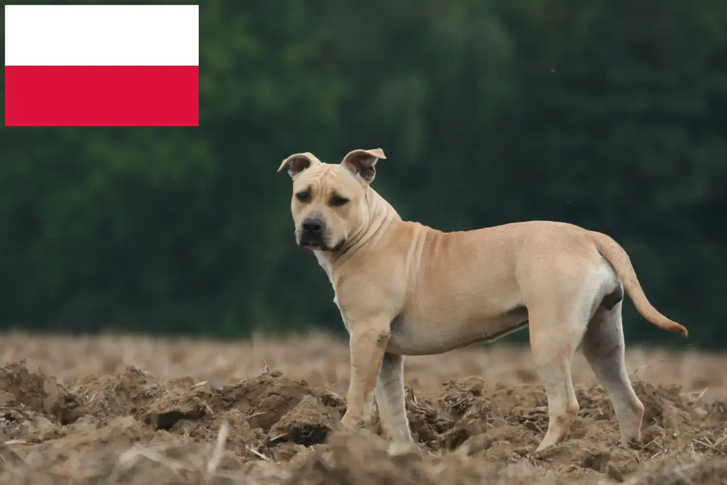 Amerikai staffordshire terrier kölykök és tenyésztők Lengyelország Itt találsz American Staffordshire Terrier tenyésztőket Lengyelországban.