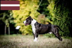 Read more about the article American Staffordshire Terrier tenyésztők és kölykök Lettországban